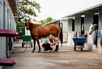 Ham Polo Club 1090562 Image 4